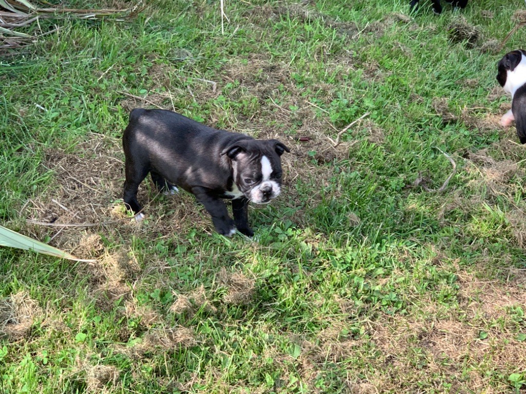 Du Vallon Des Douets - Boston Terrier - Portée née le 28/05/2023