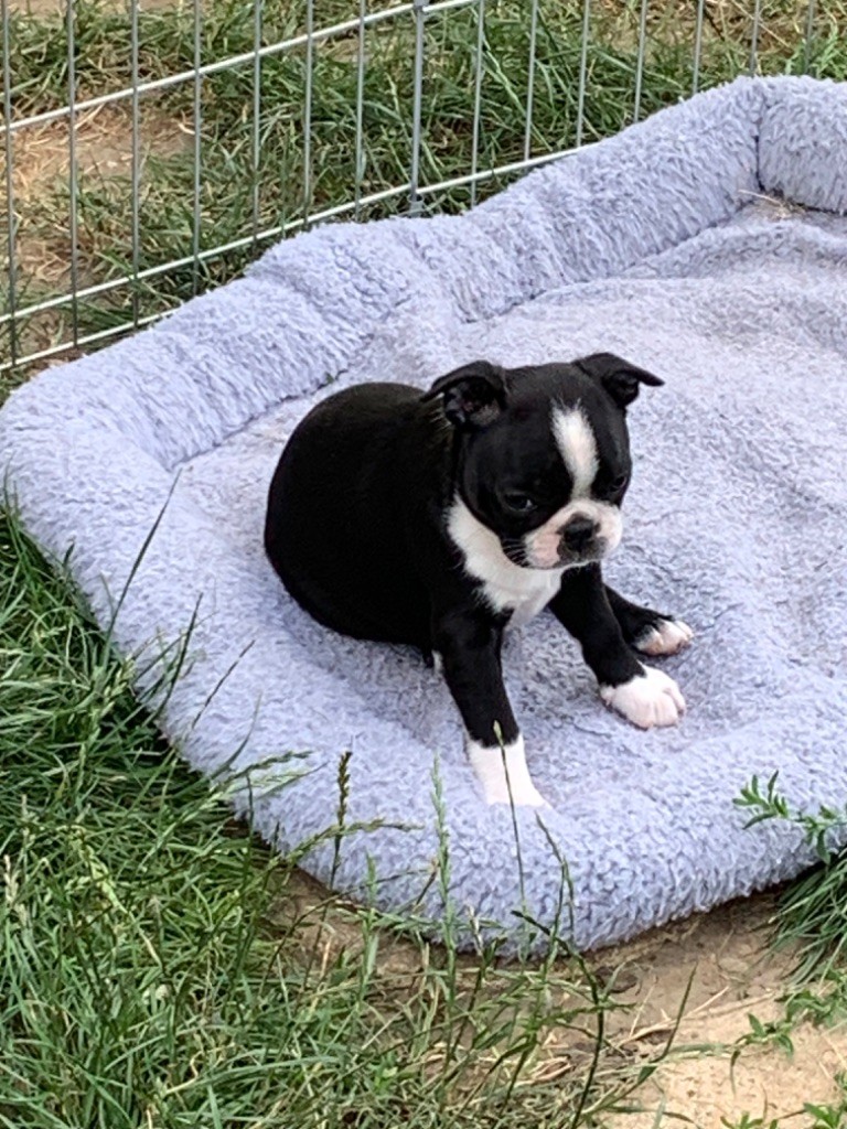 Du Vallon Des Douets - Boston Terrier - Portée née le 28/05/2023